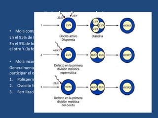 Etiología genética.
• Mola completa.
En el 95% de los casos muestra cariotipo 46,XX…
En el 5% de los casos el ovocito inactivo es fecundado por un cromosoma X y
el otro Y (la fecundación con dos Y provoca aborto precoz)
• Mola incompleta.
Generalmente triploide 69, XXY>69,XYY; No pudiendo ser nunca 69,YYY, por
participar el ovocito. Puede producirse por tres mecanismos:
1. Polispermia.
2. Ovocito fertilizado.
3. Fertilización de un ovocito diploide.
 