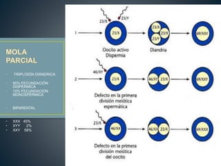 • TRIPLOIDÌA DIÀNDRICA 
• 90% FECUNDACIÒN 
DISPÈRMICA 
• 10% FECUNDACIÒN 
MONOSPÈRMICA 
• BIPARENTAL 
• XXX 40% 
• XYY 2% 
• XXY 58% 
 