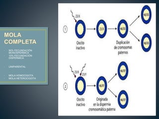 • 90% FECUNDACIÒN 
MONOSPERMICA 
• 10% FECUNDACIÒN 
DISPÈRMICA 
• UNIPARENTAL 
• MOLA HOMOCIGOTA 
• MOLA HETEROCIGOTA 
 