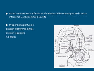 Enfermedad vascular mesenterica, abordaje diagnostico y terapeutico. | PPTX