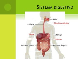 S ISTEMA

DIGESTIVO
Boca

Esófago

Hígado

Glándulas salivales

Estómago
Páncreas

Intestino grueso

Intestino delgado

 