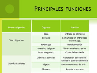 P RINCIPALES
Sistema digestivo

FUNCIONES

Órganos

Función

Boca

Entrada de alimento

Esófago

Comunicación entre boca
y estómago.

Estómago

Transformación

Intestino delgado

Absorción de nutrientes

Intestino grueso

Control de materia

Glándulas salivales

Hidratación del epitelio,
facilita el paso de alimento

Tubo digestivo

Glándulas anexas

Hígado
Páncreas

Almacenamiento de bilis
Secreta hormonas

 