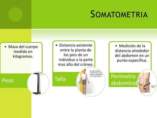 S OMATOMETRIA

• Masa del cuerpo
medido en
kilogramos.

Peso

• Distancia existente
entre la planta de
los pies de un
individuo a la parte
mas alta del cráneo.

Talla

• Medición de la
distancia alrededor
del abdomen en un
punto específico.

Perímetro
abdominal

 