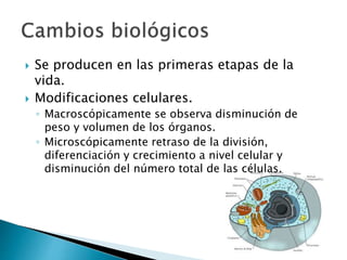  Se producen en las primeras etapas de la
vida.
 Modificaciones celulares.
◦ Macroscópicamente se observa disminución de
peso y volumen de los órganos.
◦ Microscópicamente retraso de la división,
diferenciación y crecimiento a nivel celular y
disminución del número total de las células.
 