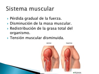  Pérdida gradual de la fuerza.
 Disminución de la masa muscular.
 Redistribución de la grasa total del
organismo.
 Tensión muscular disminuida.
 