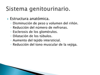  Estructura anatómica.
◦ Disminución de peso y volumen del riñón.
◦ Reducción del número de nefronas.
◦ Esclerosis de los glomérulos.
◦ Dilatación de los túbulos.
◦ Aumento del tejido intersticial.
◦ Reducción del tono muscular de la vejiga.
 