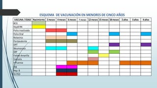 VACUNA / EDAD Nacimiento 2meses 4meses 6meses 7 meses 12meses 15meses 18meses 2años 3años 4años
BCG
HepB RN
Polio inactivada
Polio Oral
Rotavirus
Pentavalente
DPT
Neumococo
SRP
Fiebre Amarilla
Varicela
Influenza
HIB
Hep B
Dt PED
ESQUEMA DE VACUNACIÓN EN MENORES DE CINCO AÑOS
 