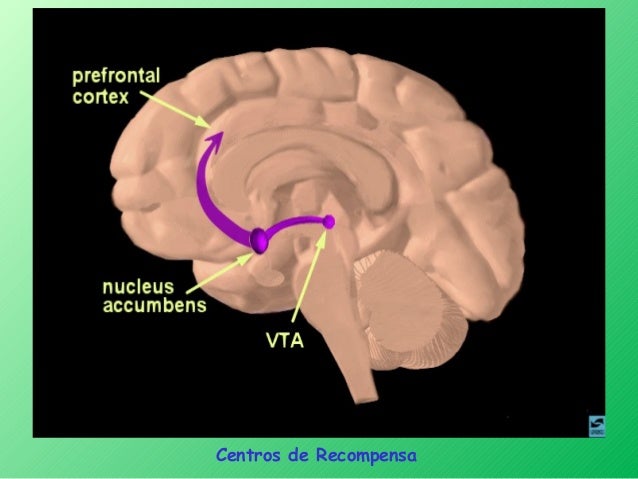 Enfermeria02 orgrs nervioso2013