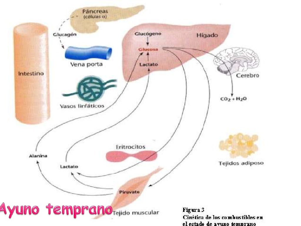 glucogenolisis