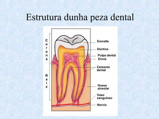 Estrutura dunha peza dental
 