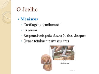 O Joelho
   Meniscos
    ◦   Cartilagens semilunares
    ◦   Espessos
    ◦   Responsáveis pela absorção dos choques
    ◦   Quase totalmente avasculares
 