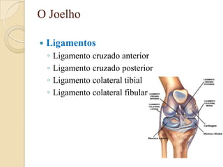 O Joelho

   Ligamentos
    ◦   Ligamento cruzado anterior
    ◦   Ligamento cruzado posterior
    ◦   Ligamento colateral tibial
    ◦   Ligamento colateral fibular
 