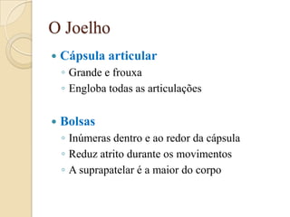 O Joelho
   Cápsula articular
    ◦ Grande e frouxa
    ◦ Engloba todas as articulações

   Bolsas
    ◦ Inúmeras dentro e ao redor da cápsula
    ◦ Reduz atrito durante os movimentos
    ◦ A suprapatelar é a maior do corpo
 