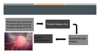 Producida por una de las
18 cepas de los virus de
varicela zooster (HVH 3)
Familia Herpes virus
Subfamilia alfa
herpes
Género
varicellovirus
 