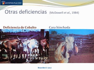 Enfermedades metabólicas y carenciales en la OrinoquíaSecadera o enflaquecimiento progresivoHidroalantoides o vaca infladaAlteraciones reproductivasHuequeraDeficiencia de CobaltoDeficiencia de ZincDeficiencia de CobreCara hinchadaBenavides E. (2011)Morales et al., (1986)
