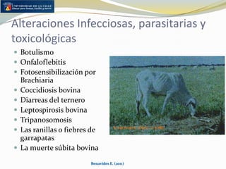 Alteraciones reproductivasImportante componente económico en la estructura del hatoGran proporción de ovarios estáticosMetritis y vestibulitis  (enfermedad uterina del postparto)Benavides E. (2011)