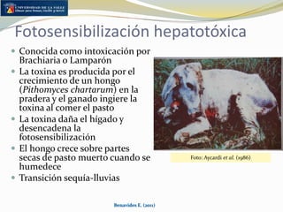 Corrección de deficiencias mineralesParte de la adecuada formulación y uso de sales mineralizadasAcorde con las propiedades de suelos y forrajes de cada regiónEl fósforo es el principal elemento deficitarioRelación beneficio/costoEn ocasiones por razones económicas se requiere priorizar a los animales a los que se le suministra salControl de calidad de las salesBenavides E. (2011)