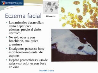 Alteraciones Infecciosas, parasitarias y toxicológicasBotulismoOnfaloflebitisFotosensibilización por BrachiariaCoccidiosis bovinaDiarreas del terneroLeptospirosis bovinaTripanosomosisLas ranillas o fiebres de garrapatasLa muerte súbita bovinaBenavides E. (2011)