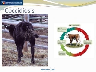 Abscesos en medula espinalBenavides E. (2011)