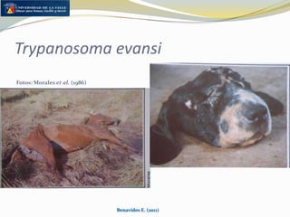Coccidiosis bovinaDiarrea negra de los ternerosOrganismo endémico y enfermedad auto limitanteNormal altos recuentos a los seis meses de edad y en épocas de alta precipitaciónAsociado con problemas de hacinamiento de terneros en sistemas de doble propósitoCorrección de errores de manejoBenavides E. (2011)