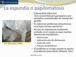 CoccidiosisBenavides E. (2011)