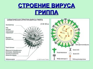 СТРОЕНИЕ ВИРУСАСТРОЕНИЕ ВИРУСА
ГРИППАГРИППА
 