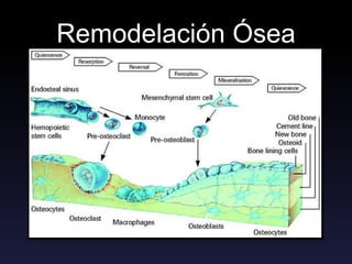 Remodelación Ósea
 