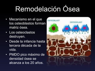 Remodelación Ósea
• Mecanismo en el que
los osteoblastos forman
matriz ósea.
• Los osteoclastos
destruyen.
• Desde la infancia hasta
tercera década de la
vida.
• PMDO pico máximo de
densidad ósea se
alcanza a los 20 años.
 
