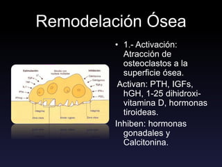 Remodelación Ósea
• 1.- Activación:
Atracción de
osteoclastos a la
superficie ósea.
Activan: PTH, IGFs,
hGH, 1-25 dihidroxi-
vitamina D, hormonas
tiroideas.
Inhiben: hormonas
gonadales y
Calcitonina.
 
