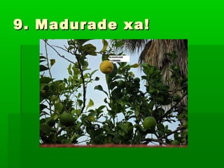 9. Madurade xa!9. Madurade xa!
 