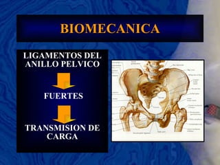 BIOMECANICA LIGAMENTOS DEL ANILLO PELVICO FUERTES TRANSMISION DE CARGA 