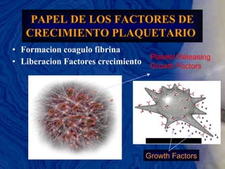 Formacion coagulo fibrina Liberacion Factores crecimiento PAPEL DE LOS FACTORES DE CRECIMIENTO PLAQUETARIO   Platelet Releasing Growth Factors Growth Factors 