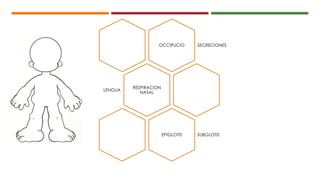 OCCIPUCIO SECRECIONES
RESPIRACION
NASAL
LENGUA
EPIGLOTIS SUBGLOTIS
 
