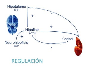 Hipotálamo
CRH
Hipófisis
ACTH
+
+
Cortisol
-
-
Neurohipofisis
AVP
+
REGULACIÓN	
  	
  
 