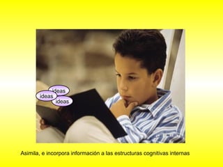 ideas 
ideas 
ideas 
Asimila, e incorpora información a las estructuras cognitivas internas 
 