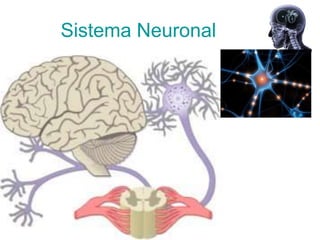 Sistema Neuronal
 