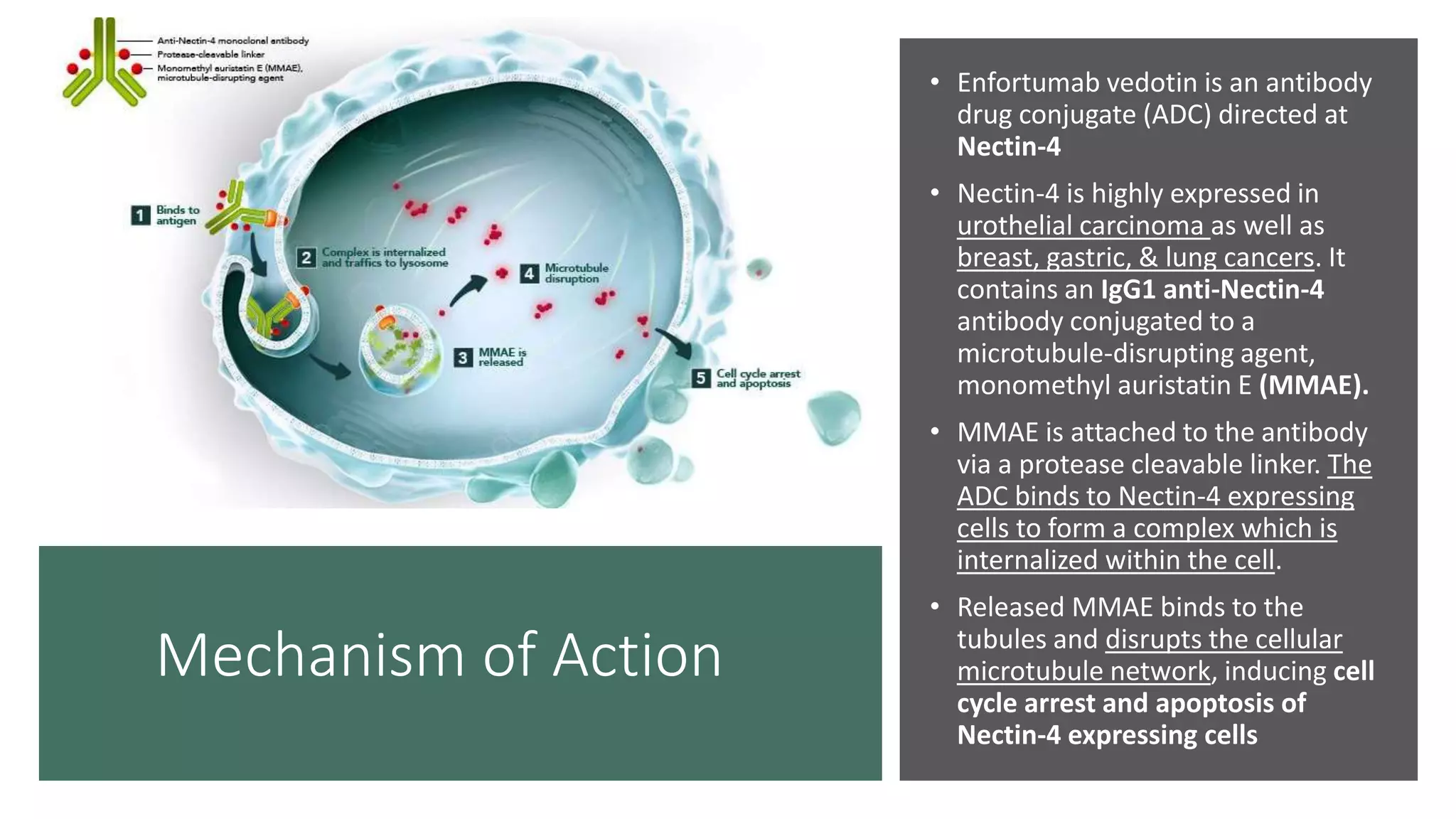 Enfortumab Vedotin Drug Monograph & Patient Case Presentation | PPTX