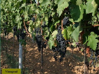 Vinograd
 