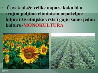 Čovek ulaže velike napore kako bi u
svojim poljima eliminisao nepoželjne
biljne i životinjske vrste i gajio samo jednu
kulturu-MONOKULTURA
 