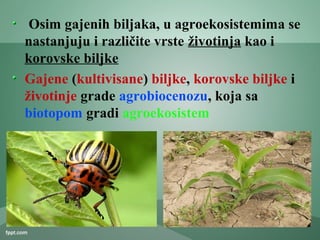 Osim gajenih biljaka, u agroekosistemima se
nastanjuju i različite vrste životinja kao i
korovske biljke
Gajene (kultivisane) biljke, korovske biljke i
životinje grade agrobiocenozu, koja sa
biotopom gradi agroekosistem
 