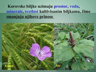 Korovske biljke uzimaju prostor, vodu,
minerale, svetlost kultivisanim biljkama, čime
smanjuju njihove prinose
Kukolj Štir
 