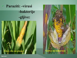 Paraziti: -virusi
-bakterije
-gljive:
Žitna rđa na pšenici Garka na kukuruzu
 