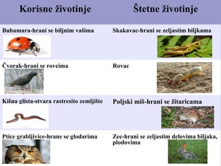 Korisne životinje Štetne životinje
Bubamara-hrani se biljnim vašima Skakavac-hrani se zeljastim biljkama
Čvorak-hrani se rovcima Rovac
Kišna glista-stvara rastresito zemljište Poljski miš-hrani se žitaricama
Ptice grabljivice-hrane se glodarima Zec-hrani se zeljastim delovima biljaka,
plodovima
 