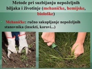 Metode pri suzbijanju nepoželjnih
biljaka i životinje (mehaničke, hemijske,
biološke)
Mehaničke: ručno sakupljanje nepoželjnih
stanovnika (insekti, korovi...)
 