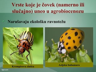 Vrste koje je čovek (namerno ili
slučajno) uneo u agrobiocenozu
Narušavaju ekološku ravnotežu
Krompirova zlatica
Azijska bubamara
 