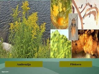 Ambrozija Filoksera
 
