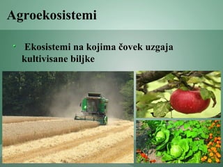 Agroekosistemi
Ekosistemi na kojima čovek uzgaja
kultivisane biljke
 