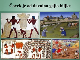 Čovek je od davnina gajio biljke
 