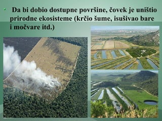 Da bi dobio dostupne površine, čovek je uništio
prirodne ekosisteme (krčio šume, isušivao bare
i močvare itd.)
 