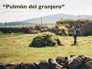 “Pulmón del granjero”
 